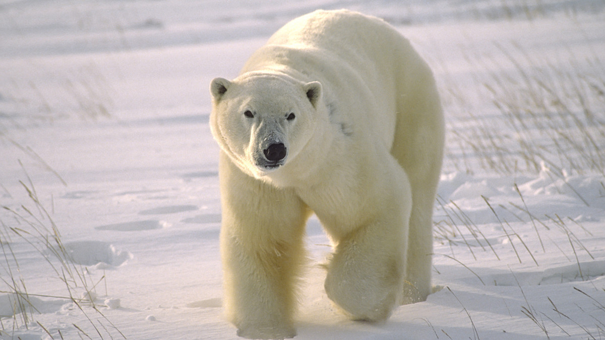 Arktyka: niedźwiedź polarny, który atakuje ludzi, może zostać zastrzelony