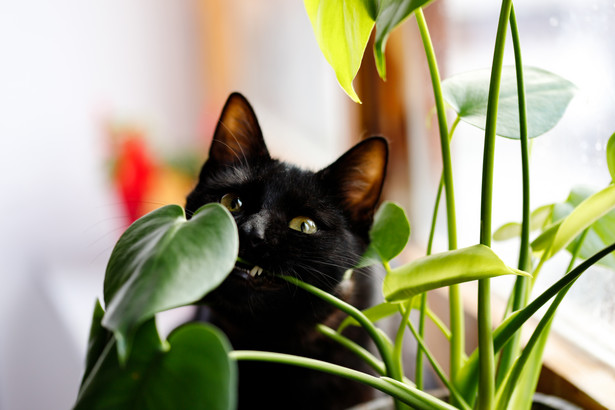 Te rośliny doniczkowe są trujące dla kota. Masz je w domu?