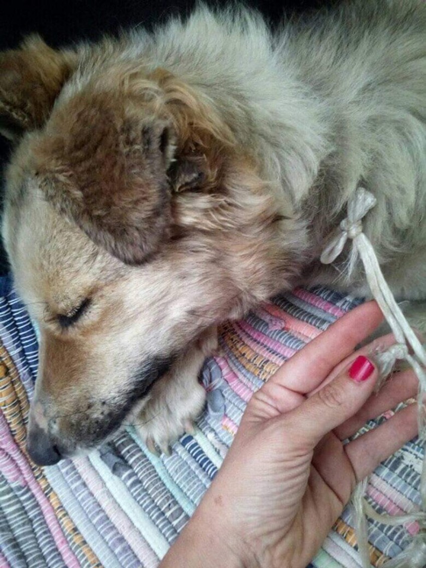 Pas Srećka se oporavlja