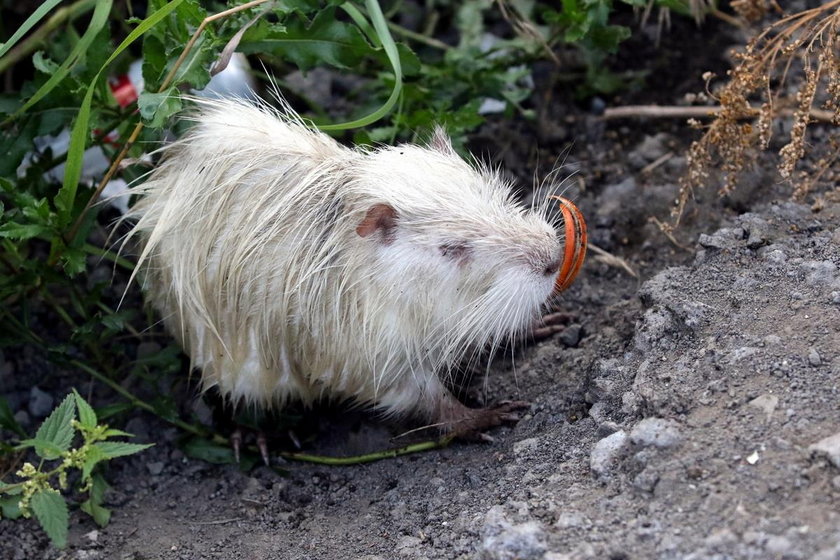 Rybnik. Nutria z rzeki Nacyna straciła długie siekacze