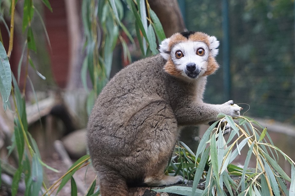 Lemur koroniasty