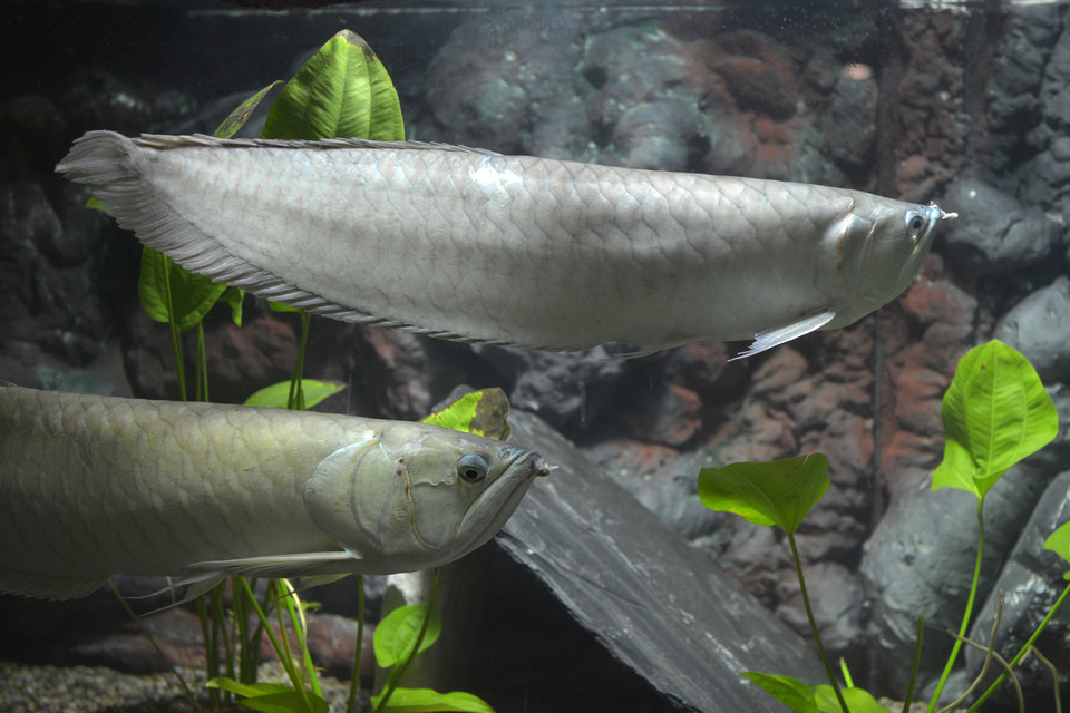 TORUŃ OCEANARIUM I TERARIUM