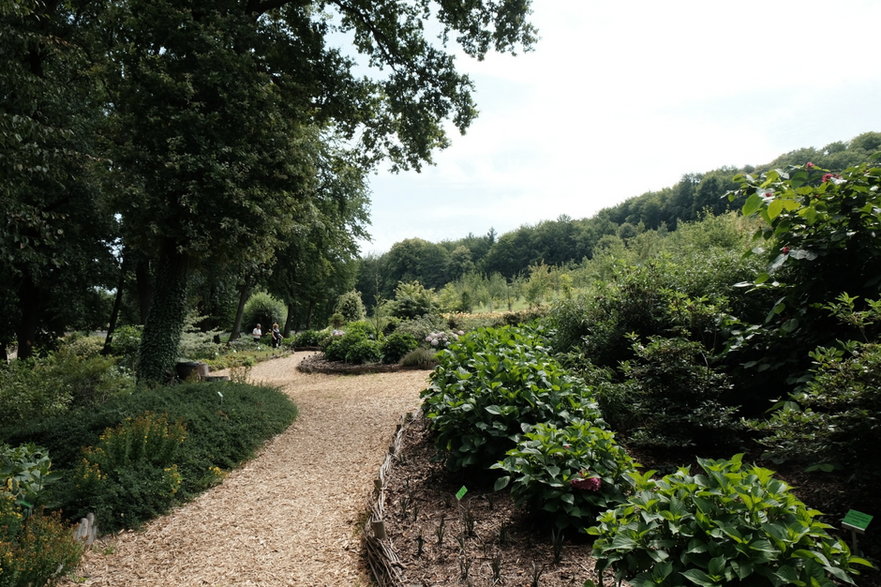 Arboretum w Wojsławicach