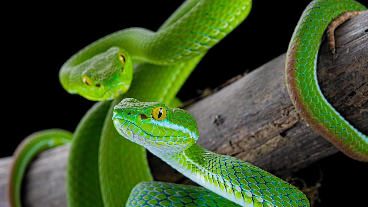 Trimeresurus macrops – to jedne z najgroźniejszych gatunków węży. 