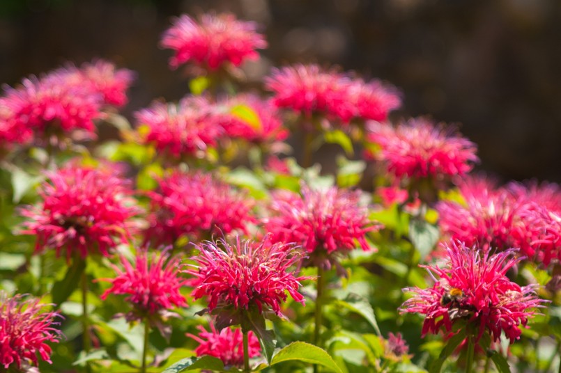 Pysznogłówka ogrodowa