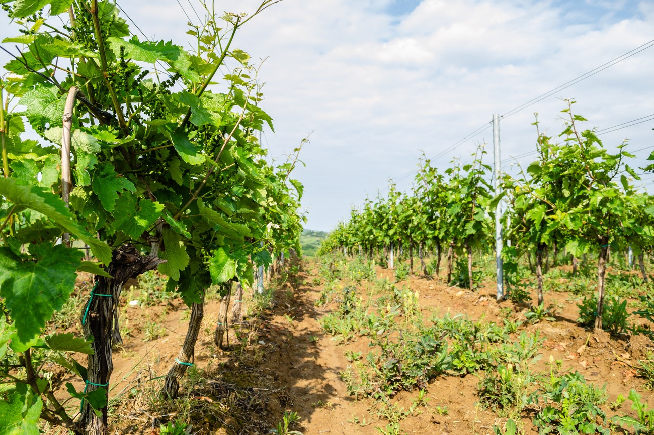 Manifestacija Vinska vizija otvorenog Balkana od 22. do 25. novembra u Beogradu