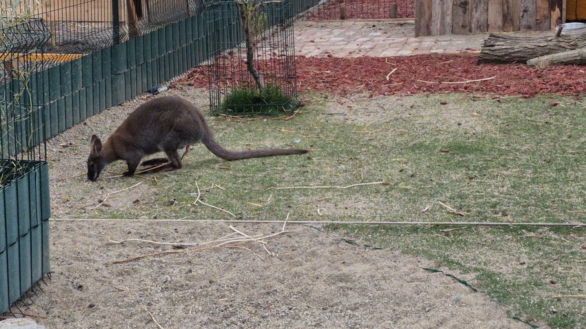 Deca obožavaju Dragana