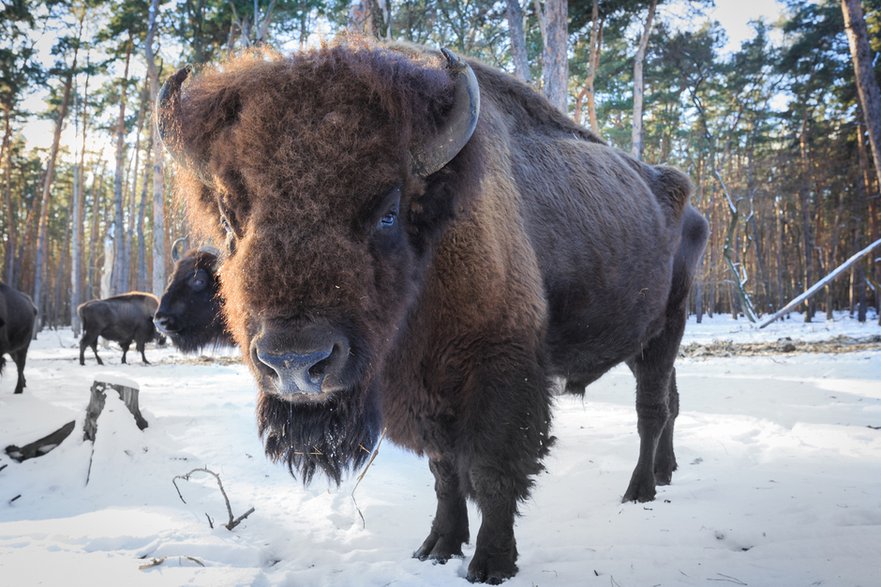 Puszcza Białowieska