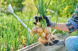 posadź obok cebuli. w sezonie odwdzięczy się obfitymi plonami