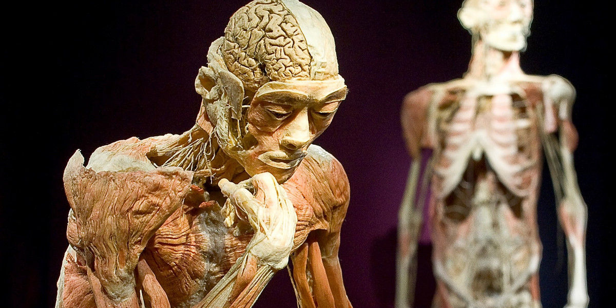 Wystawa The Human Body Exhibition
