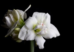 Amarylis to zjawiskowy kwiat bożonarodzeniowy. Kiedy sadzić cebulę Hippeastrum? Już w listopadzie