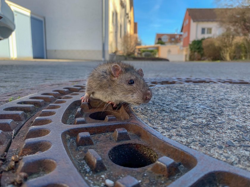 Oto szczurek zapchajdziurek