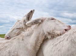 Naukowcy ustalili, kiedy udomowiono osła
