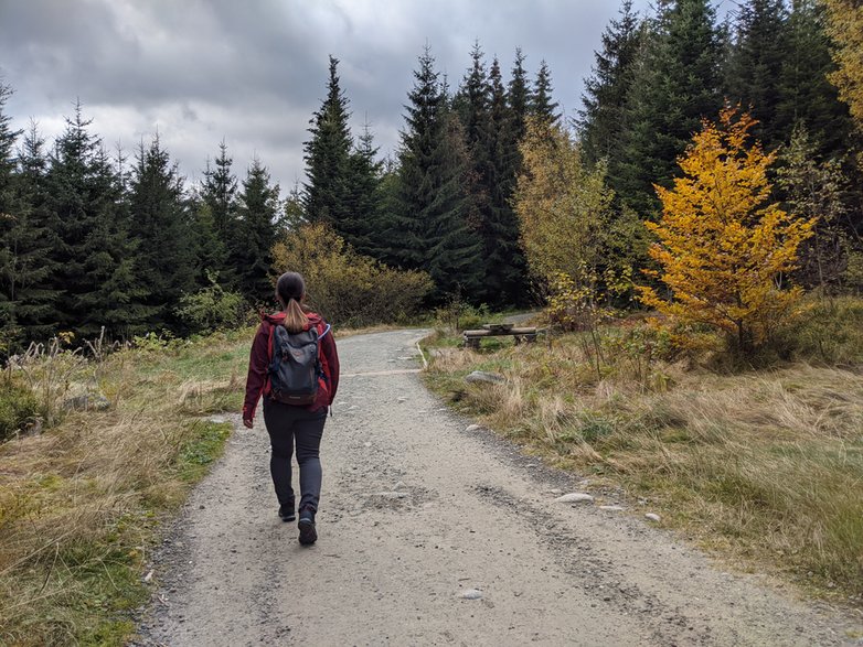 Fragment szlaku z Wierchu Poroniec na Rusinową Polanę