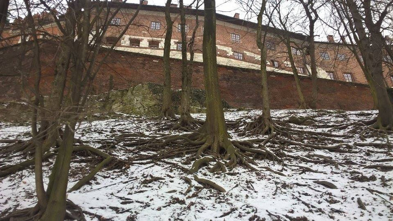 Część korzeni drzew zagraża murom Wawelu