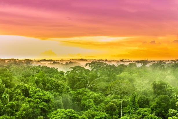 Amazonia Brazylia pożary