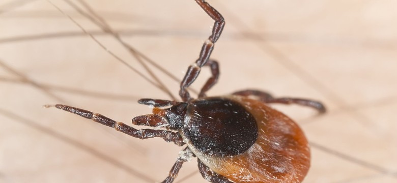 Nie spada z drzewa, ma ulubione pory dnia. Jak działa kleszcz? I jak się przed nim ustrzec?