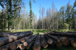 Puszcza Bialowieska miedzynarodowa blokada wywozki drewna