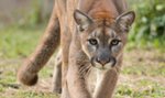 Puma grasuje pod Pszczyną? Wydano ostrzeżenie