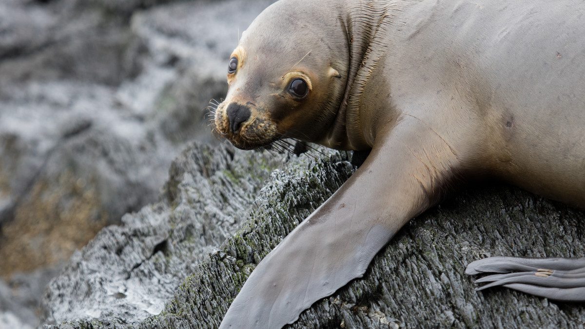 Biolodzy ze Stacji Morskiej w Helu stwierdzili, że najprawdopodobniej to nie człowiek przyczynił się do śmierci znalezionych ostatnio trzech fok. Wcześniej na plażach odkryto ciała pięciu innych fok zabitych przez ludzi.
