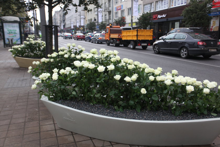 Gdynia żegna Annę Przybylską tysiącami białych róż
