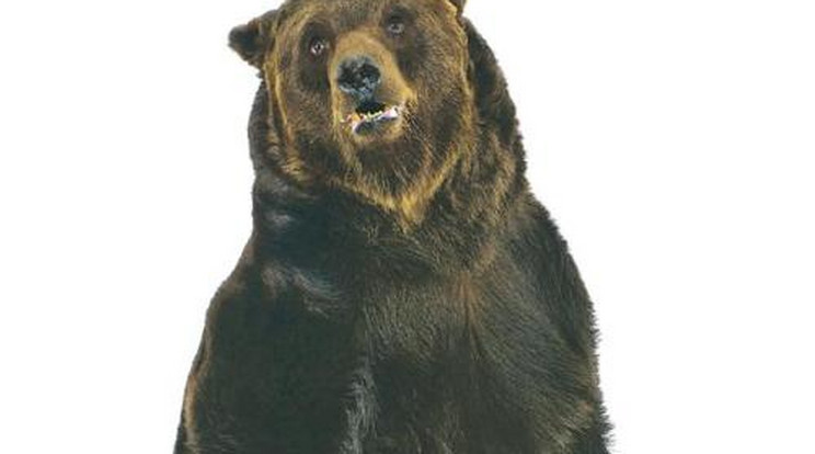 Fél tucat medve vadászhat Nógrádban