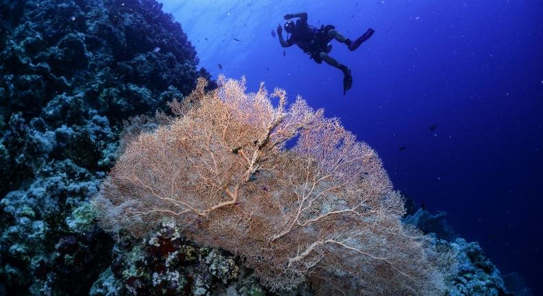 The research shows that it is possible for coral to survive and even thrive in waters that are warmer and more acidic than where coral usually lives