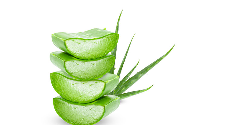 Aloe Vera / Fotó: Shutterstock