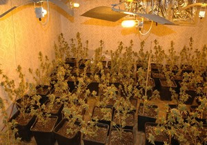191513_1014-marihuana-