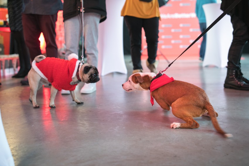 Gojko je došao u novogodišnjem odelu