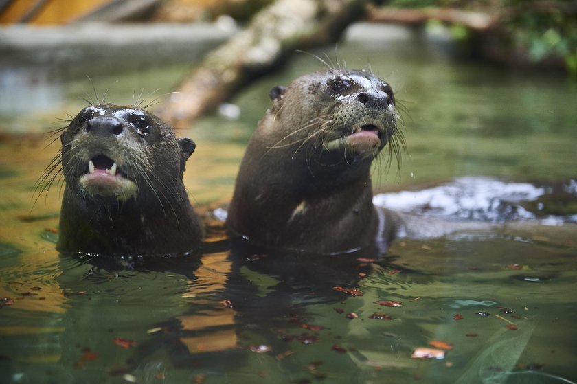 Trojaczki w łódzkim zoo