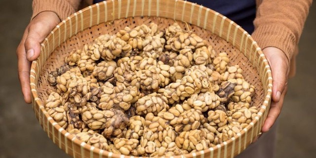 Kopi Luwak Coffee