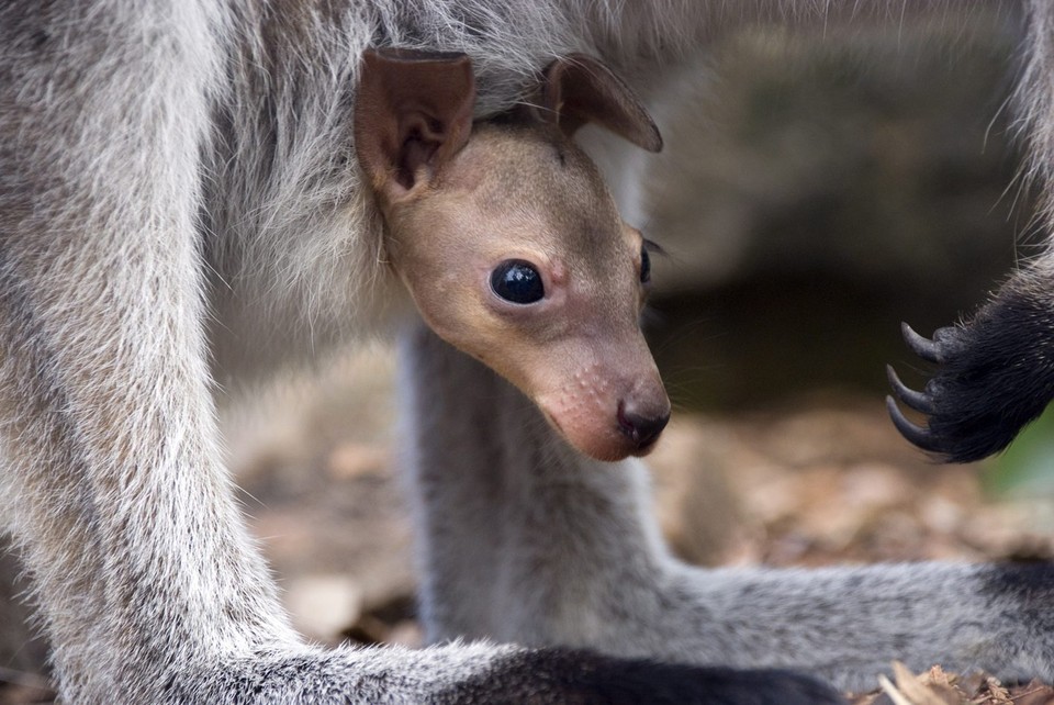 AUSTRALIA WALLABY JOEY