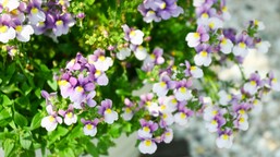 to nowa królowa polskich balkonów. ten kwiat detronizuje pelargonie