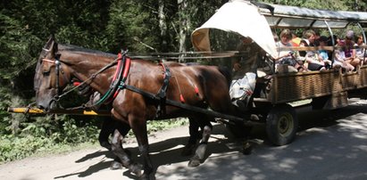 Turyści i fiakrzy wolą konie niż meleksy