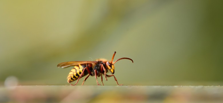 Ich jad może być groźny. Są jednak naturalne sposoby, by odstraszyć je z ogrodu