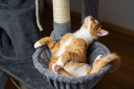 Vaša mačka se često trlja o vas i predmete u kući? Evo šta se krije iza tog ponašanja