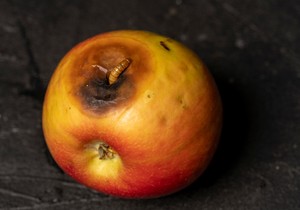 Glavnu opasnost ne predstavljaju same larve, već patogeni