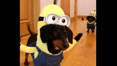 Hit YouTube: jamniki przebrane za Minionki