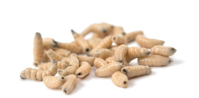 UE dopuszcza suszone larwy mącznika do konsumpcji. W kolejce szarańcze i świerszcze
