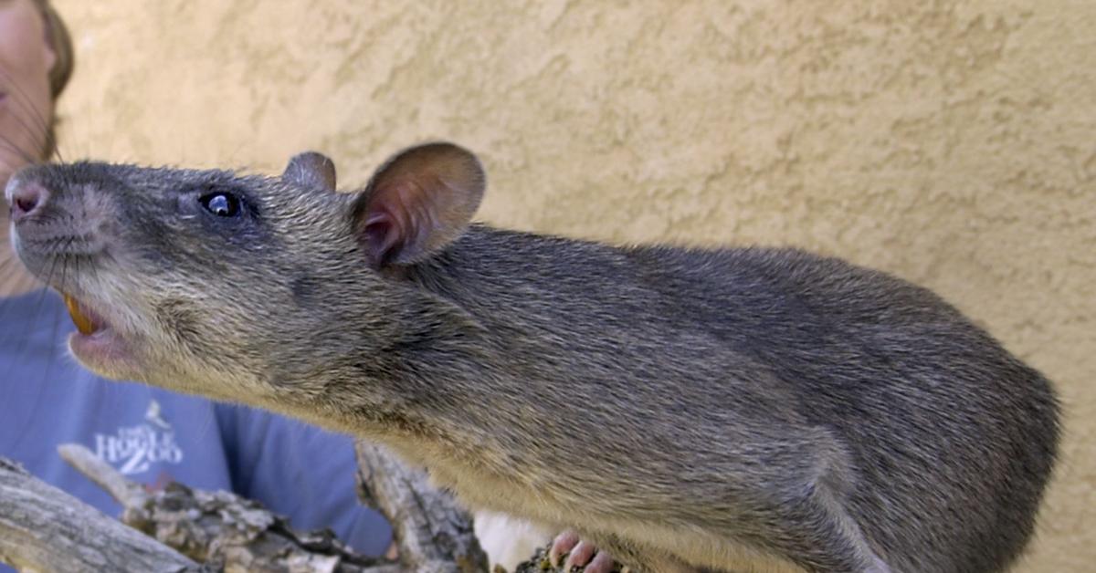 Najwiekszy Szczur W Dziejach Grasowal W Timorze Dziennik Pl
