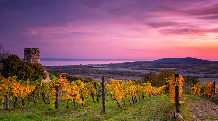 A balatoni régióban immár két évtizede készítik a bio bort / Fotó: Shutterstock 