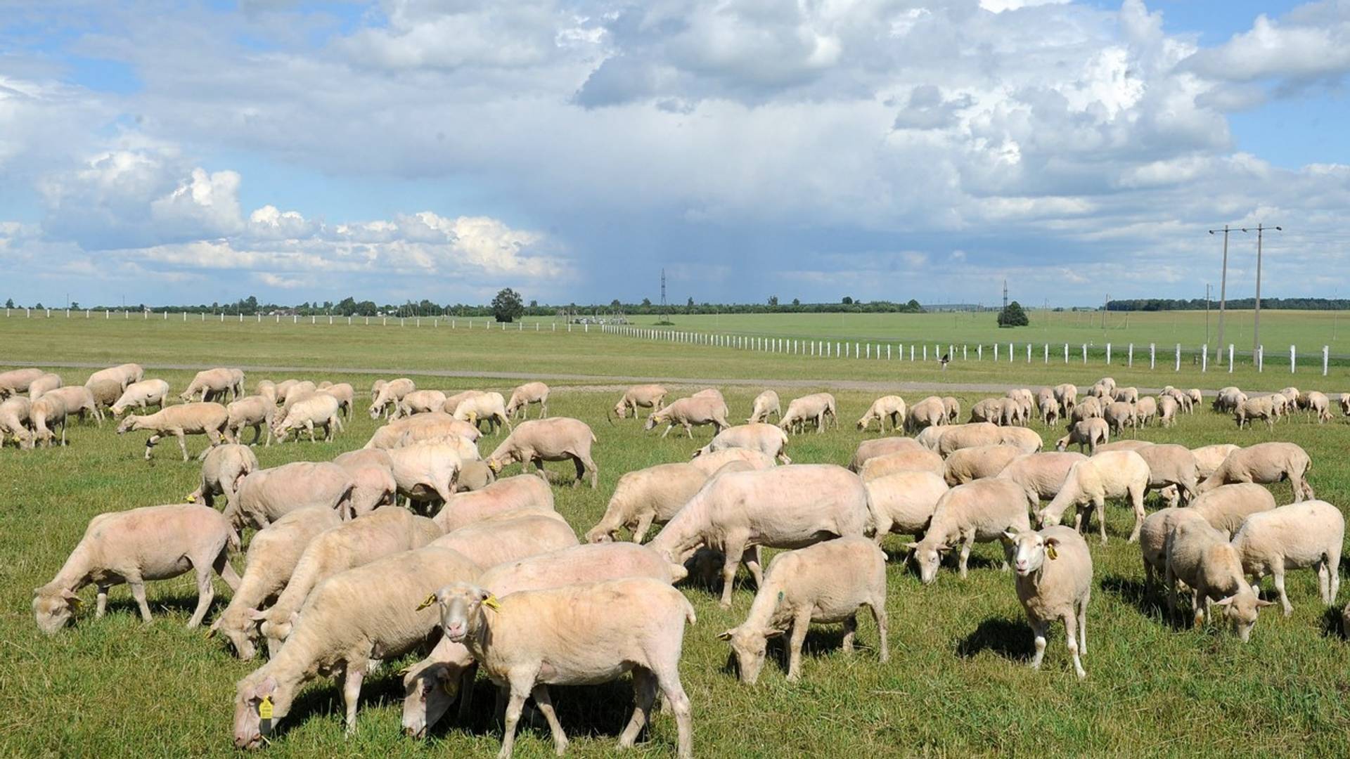 U Turskoj je upravo 80 ovaca izvršilo masovno samoubistvo