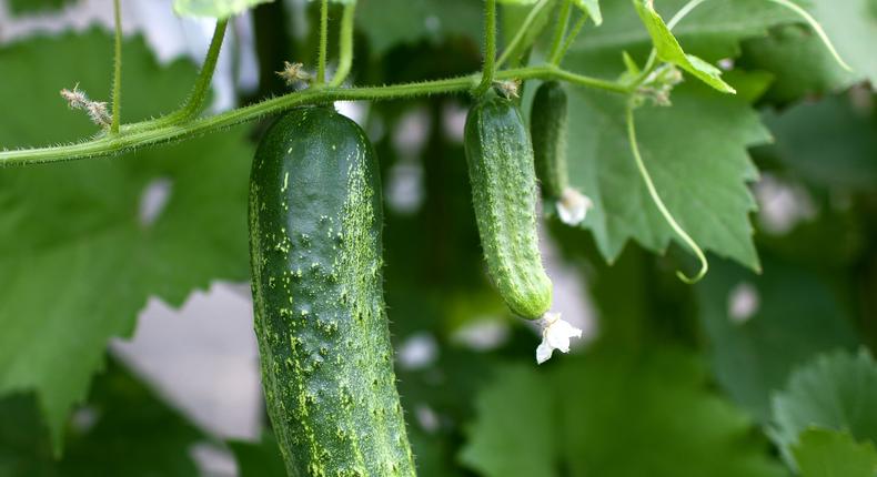 Cucumber farming: Seed selection, planting and marketing