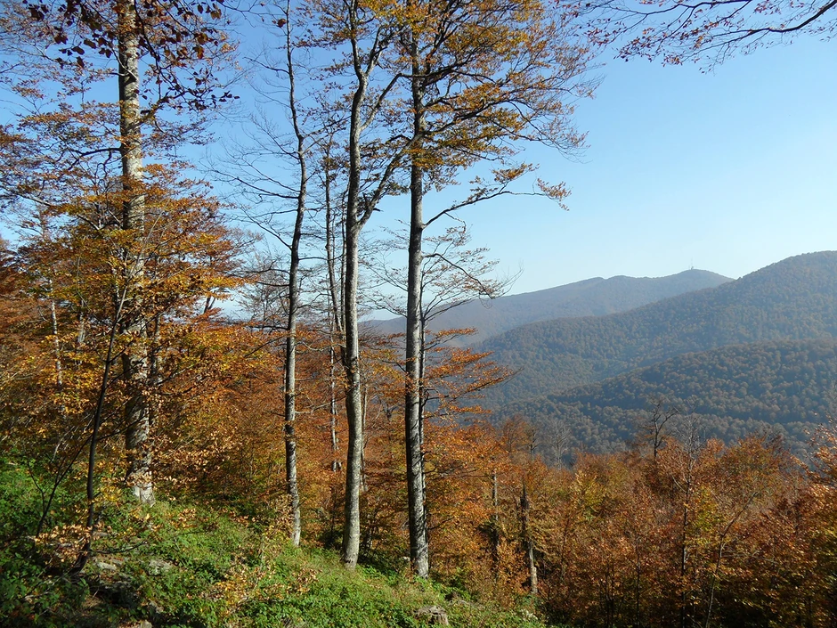 Jastrebac: čuvajte se najvećeg zmaja