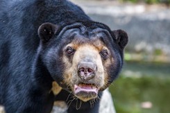 NAGRANIE z zoo dzieli internet. Mężczyzna w przebraniu czy niedźwiedź?