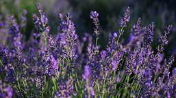 rozsyp pod lawendą. będzie obficie kwitła przez całe lato