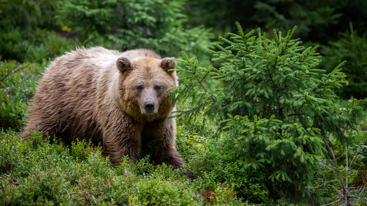 Wiosną turyści w Bieszczadach powinni uważać na niedźwiedzie