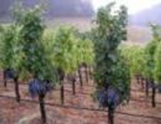 Francja: Mrozy w Bordeaux - właściciele winnic stracili połowę zbiorów