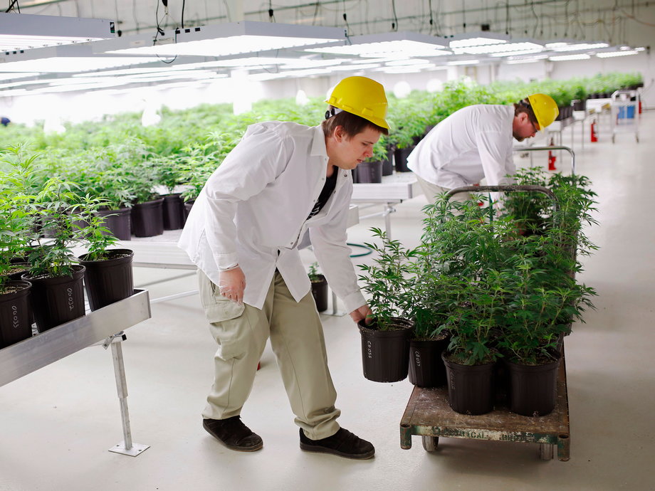 A worker prepares to move marijuana plants into a growing room at Tweed Marijuana Inc in Smith's Falls, Ontario.